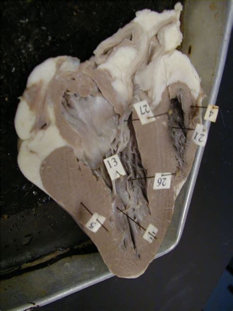 Sheep Heart Diagram Quizlet