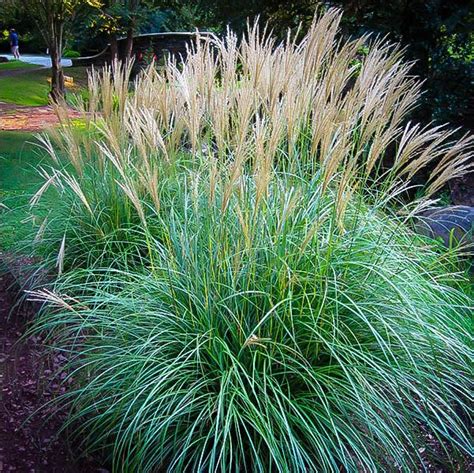 Landscaping In Mckinney Spotlight On Dwarf Maiden Grass