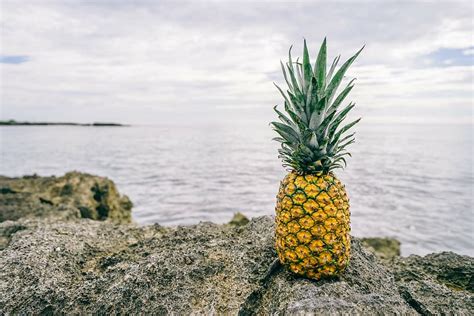 Plage Littoral Fruit Ananas R Cif Roche Rocheux Mer Piqsels