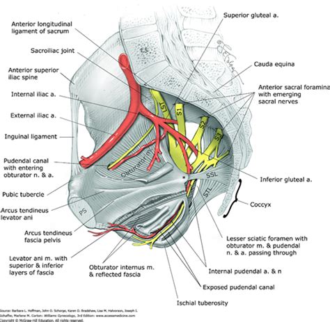 Sacrospinous Ligament Physiopedia