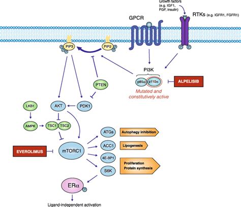 Schematic Representation Of The Pi3k Akt Mtor Axis And Its Alterations