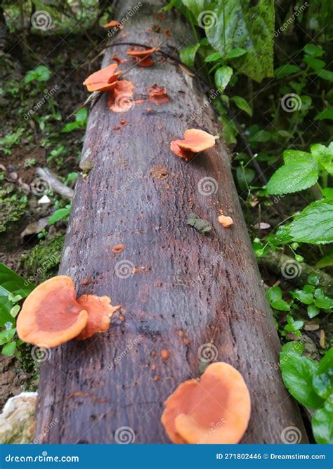 Mushrooms Growing On Tree Trunks Stock Photo Image Of Fungus Cuddly