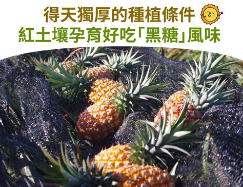 嘉義民雄鼓聲果金鑽鳳梨：有黑糖風味，甜而不膩，好吃心嫩不咬嘴 Goods好東西