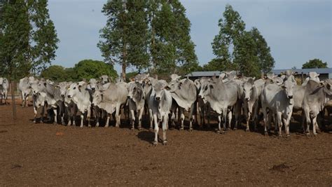 Produ O De Carne Bovina Deve Crescer Menos No Brasil Em Diz