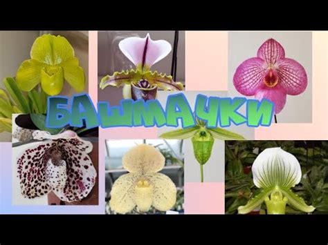 Пересадка башмачков Советы от профи - YouTube