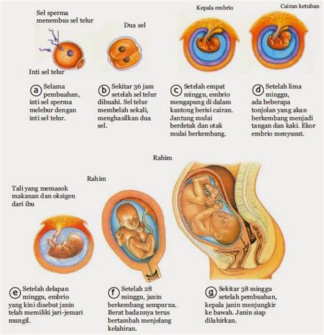 Gambar Perkembangan Janin Bayi Jian Gao Video 9 Bulan Sinilah ...