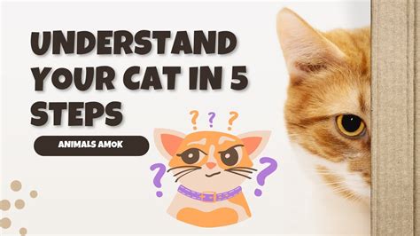 Cracking The Code How To Understand Your Cat Better Cat YouTube