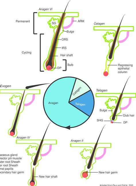 Growth Cycle Of Hair