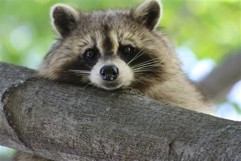 [ベスト] たぬき顔 かわいい 318859-狸顔 かわいい