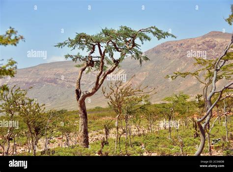 Boswellia sacra tree hi-res stock photography and images - Alamy