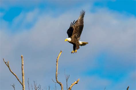 Free Images Wing Sky Wildlife Beak Flight Hawk Fauna Bird Of