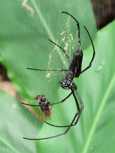 Giant Golden Orbweaver From Lung Fu Shan Country Park Hong Kong Island