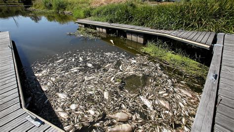 Ribuan Ikan Di Sungai Mati Secara Misterius Pemerintah 2 Negara Kerja