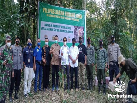 Perhutani Perhutani Bersama Bksda Jateng Lepasliarkan Kukang Jawa Di