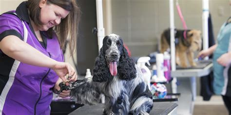 Dog Nails Groomingdales