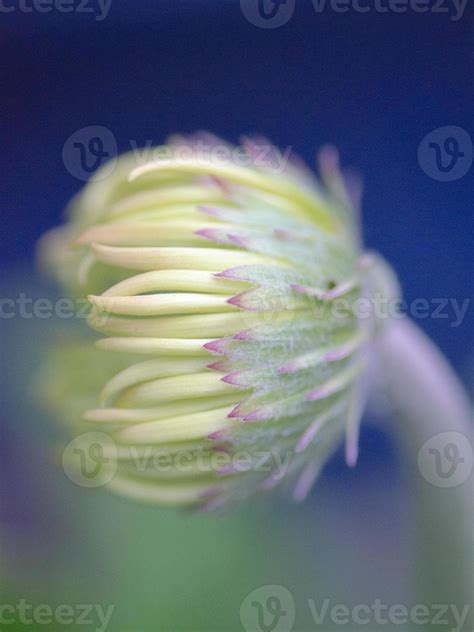 El Capullo De Apertura De Una Margarita Gerbera Amarilla Foto