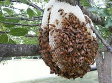 Pin By Waarda Mohamed On Honey Houses Honey Bee Hives Types Of Honey