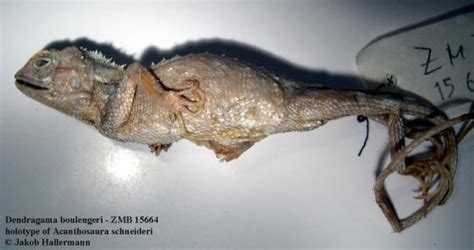 Dendragama Boulengeri The Reptile Database