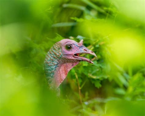 Turkey Hiding Through The Trees And Bushes Taken Near The Visitor