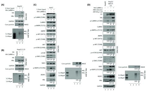 Overexpression Of Camkii Inhibits Hbv Replication Through The Aktmtor