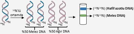 Dna E Lenmesi Replikasyon Biyoloji Konu Anlat M Ders Notlar