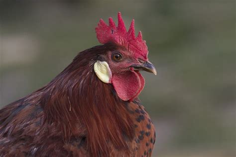 12 Gorgeous Red Chicken Breeds Eco Peanut