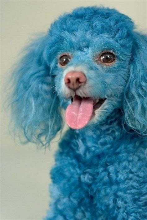 Blue Dyed Miniature Poodle Oodles Of Poodles Pinterest Poodles