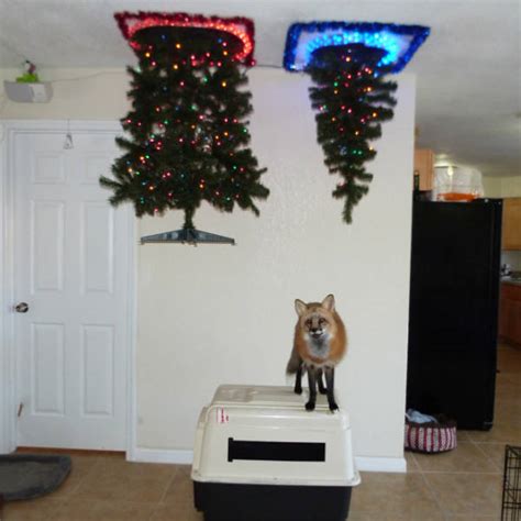 Cat Proof Christmas Trees 20 Pics