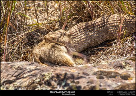 Great Basin Rattlesnake Eating Her First Meal of the Year [video] - Rattlesnake Solutions