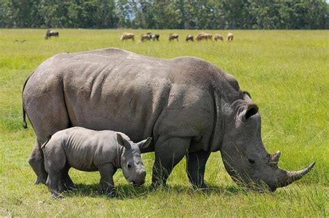 Nairobi National Park Private Day Tour