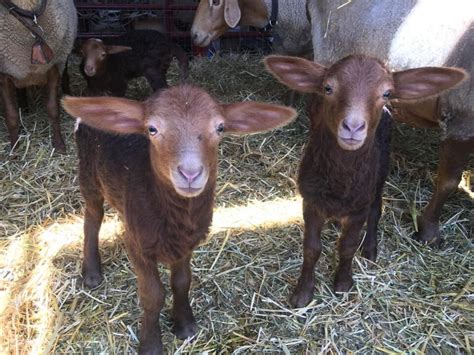 CALIFORNIA RED SHEEP — FOLSOM FARM