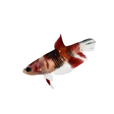 Female Koi Bettas for Sale: Order Online | Petco