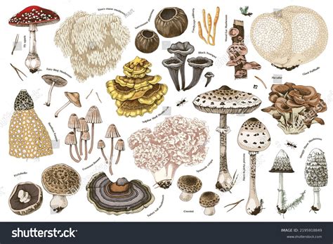 4,411 Puffball Fungi Images, Stock Photos, 3D objects, & Vectors | Shutterstock