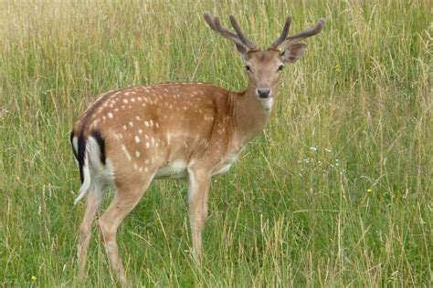 25 Animals That Look Like Deer With Pictures Fauna Facts