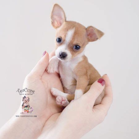 Blue Teacup Chihuahua Puppies For Sale Near Me - Pets Lovers