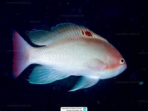 Pseudanthias Hypselosoma Fahnenbarsch