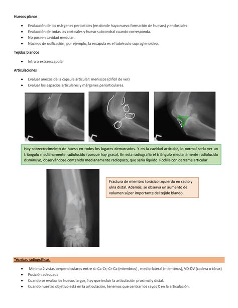 SOLUTION Diagnostico Por Imagen Veterinario M Sculo Esquel Tico