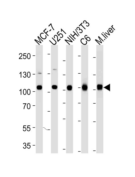 Vcp Antibody Purified Mouse Monoclonal Antibody Mab Wb If E Buy