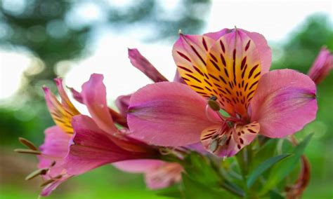 Tenha Um Jardim Flores Ex Ticas E Exuberantes As Astrom Lias