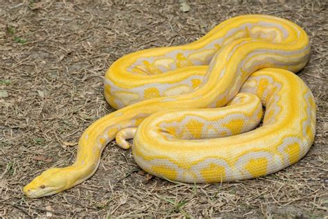 All About Reticulated Python Profile Characteristics And Cares