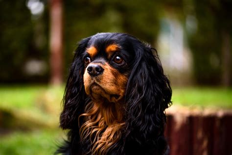 Reducción del volumen de giro cingulado en Cavalier King Charles