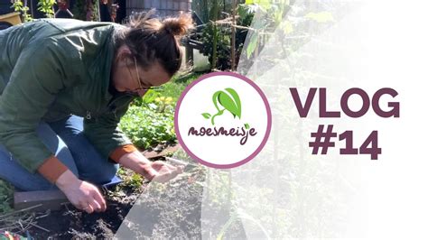 Moestuin Vlog Moestuin Voorbereiden Zonder Spitten Zaaien In De