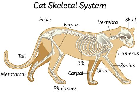 Anatom A Del Dise O Del Sistema Esquel Tico De Un Gato Vector