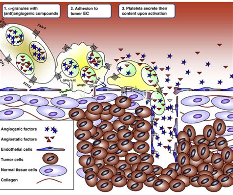 Role Of Blood Platelets In Tumor Angiogenesis And Cancer Progression