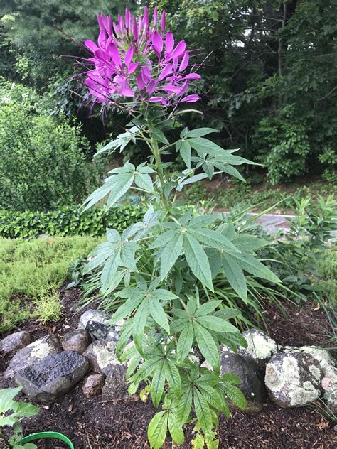 Cleome Houtteana Spider Flower Extension Master Gardener Volunteers