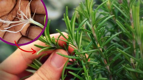 Cómo reproducir la planta de romero en casa Salud180