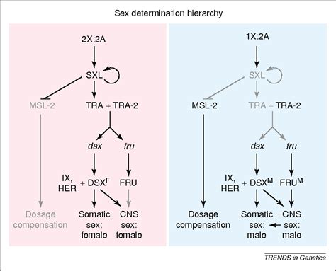 Figure 1 From Es In From The Cold The Integration Of Sex And Pattern Semantic Scholar