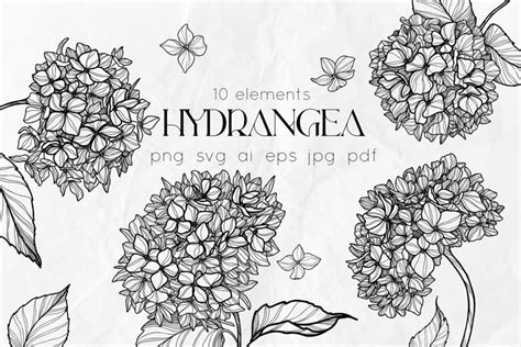 Hydrangea Flowers Line Art Svg