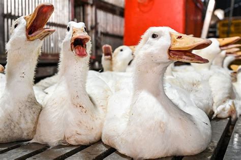 Kasus Flu Burung Di Kamboja Tidak Menular Dari Manusia Ke Manusia