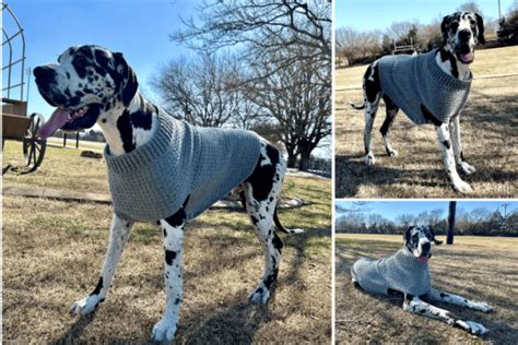 Giant Dog Sweater Free Crochet Pattern - Heart Hook Home